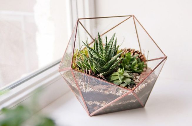 Plants Can Make a Difference in your Terrarium 